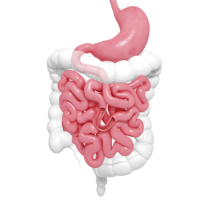 intestin grele systeme digestif