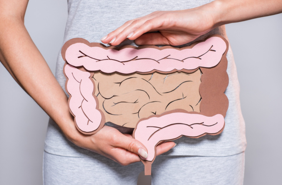 Lire la suite à propos de l’article Le système digestif